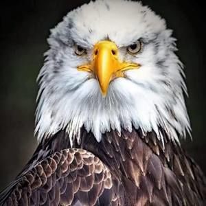 Meet your Posher, Manuela